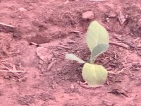 IMG_3956.jpeg
