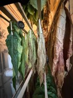 Curing-030926.jpg