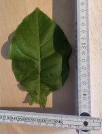 IMG_3017.jpeg