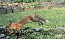 Fox.10.26.jpg