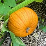 IMG_4489.jpg