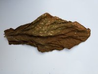 Paulista damaged leaf color cured.jpeg Paulista damaged leaf color cured.jpeg