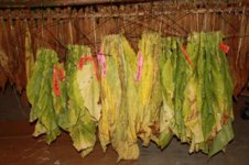 yellowing in shop.jpg