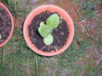 DSCF0993.jpg