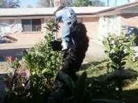 Tobacco 07 26 2013 059.jpg