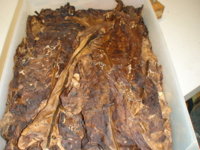 Aged_Br-Leaf1.JPG