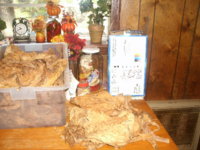 smokinbaccer2 004.JPG