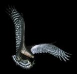 Haast’s.eagle,Harpagornis.moorei,Rita.Angus.jpeg