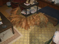 harvest 003.JPG