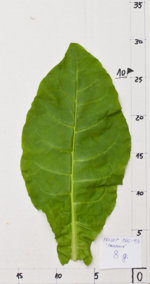 P66A1.jpg