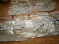 Seed proffin 001.JPG