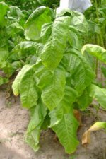 Shiraz 98 Days b.jpg