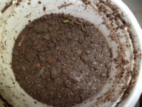 seedling.jpg
