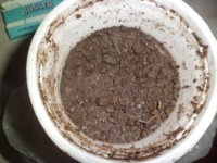 seedling2.jpg