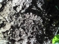 dirt.jpg