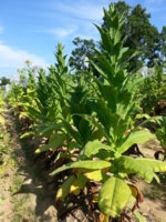 Tobacco Photoperiod Sensitivity | Fair Trade Tobacco