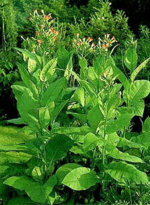 thuoc-lao-tobacco.jpg thuoc-lao-tobacco.jpg