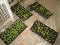 Seedlings 013.JPG