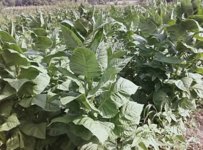 herbs to help quit smoking tobacco TikTokers Are Smoking Herbal Flower Cigarettes As Tobacco Alternatives