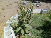 tobacco dust for plants Using tobacco dust in zone 9 vegetable gardening