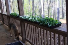 seedlings from porch.JPG seedlings from porch.JPG
