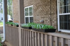 seedlings from yard.JPG seedlings from yard.JPG