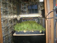 Plants 001.JPG