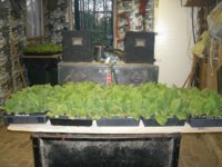 seedlings5 001.JPG