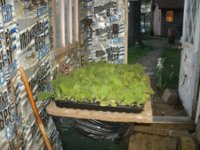seedlings5 003.JPG