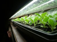 seedlings5 004.JPG