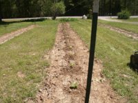 lining up rows 002.JPG