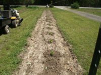 lining up rows 003.JPG