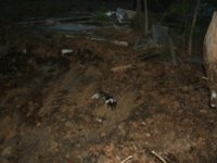 skunks 005.JPG