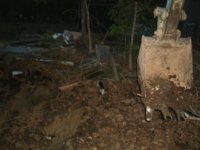 skunks 006.JPG