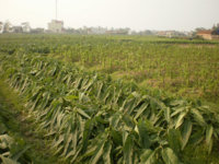 Tobacco thacthuy304@gmail.JPG
