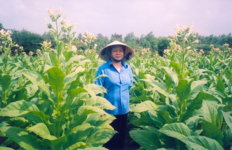 Nghe thuoc lao 2.jpg