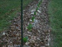 Frontyard plants 001.JPG