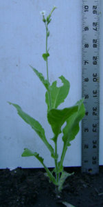 N. ampexicaulis 050514.JPG N. ampexicaulis 050514.JPG