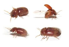 440px-Lasioderma_serricorne01.jpg