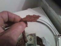 dollar cigar 002.jpg