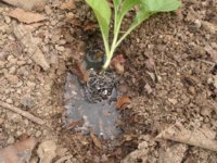 Roots 003.JPG