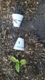 20140525_195412_20140525_200400.jpg