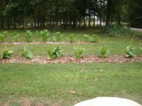Blow down- veg 006.JPG