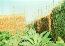 Y1 Tobacco | Fair Trade Tobacco