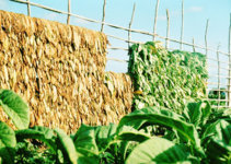 Y1 Tobacco | Fair Trade Tobacco