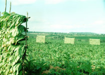 Y1 Tobacco | Fair Trade Tobacco