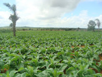 Y1 Tobacco | Fair Trade Tobacco