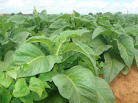 Y1 Tobacco | Fair Trade Tobacco