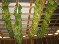 Hangin leaf 003.JPG
