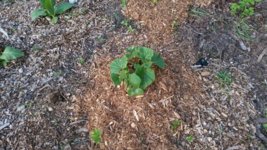20140621_193058_20140621_195450.jpg